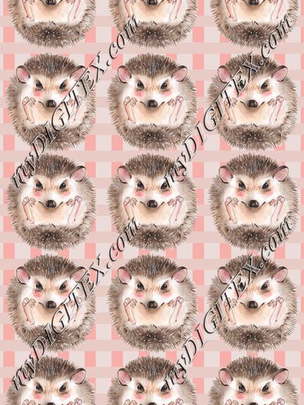 Baby Hedgehogs